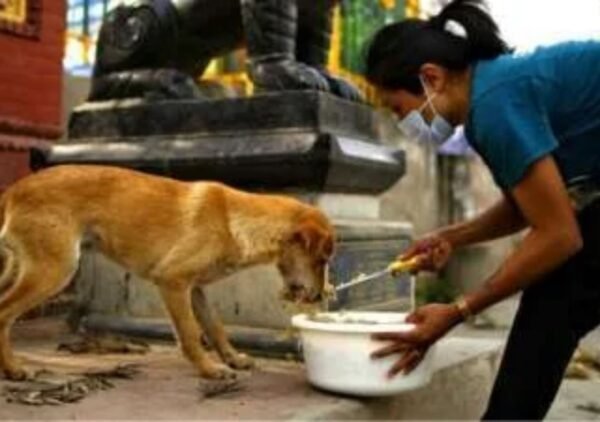 Feed Street Dogs